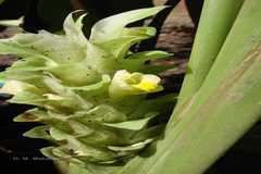 Curcuma longa